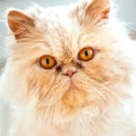 Golden Fish: A beautiful and shiny Pet to brighten up your home Gato Persa o mais popular e amado no Brasil e do mundo