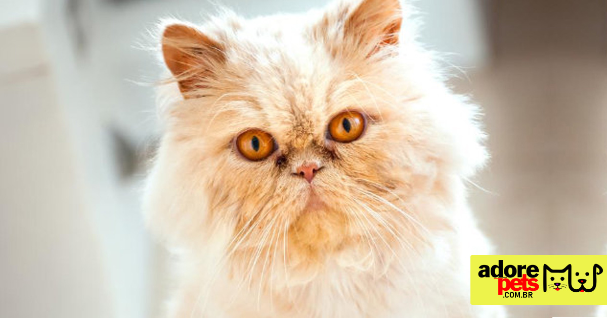 Persian cat the most popular and loved in Brazil and the world Gato Persa o mais popular e amado no Brasil e do mundo