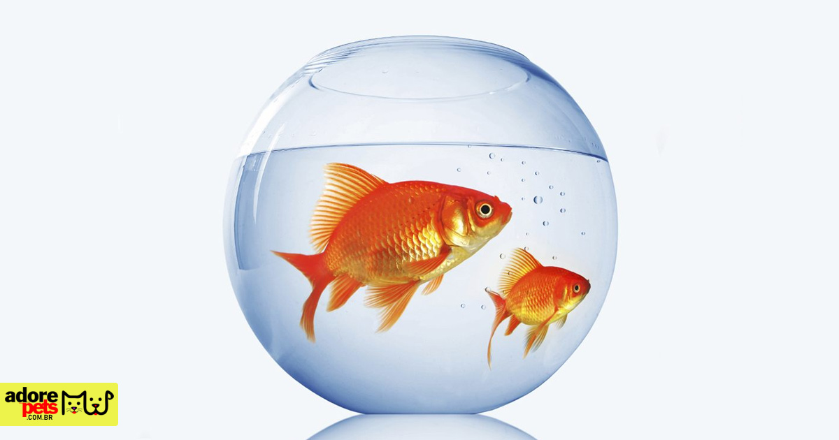 Golden Fish: A beautiful and shiny Pet to brighten up your home Goldfish: A shiny pet to brighten up your home