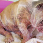 The importance of having a dog in children’s lives Mange in Cats and Dogs: Meet Sarcoptic and Demodectic Mange