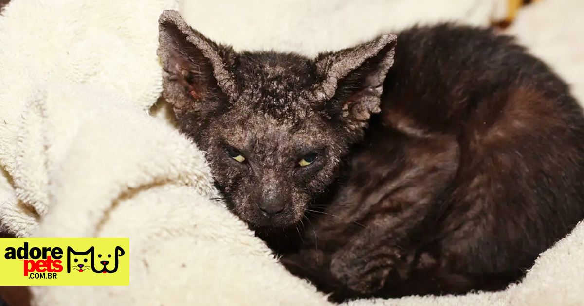 Mange in Cats and Dogs: Meet Sarcoptic and Demodectic Mange