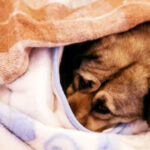 Dog in the Cold: Keep Your Pet Safe and Cozy in the Winter Cachorro no Frio: Mantenha seu Pet seguro e aconchegado no inverno