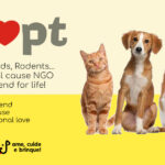 The Dog is the most common pet in Brazil, followed by Birds and Cats Adopt a Pet and gain a friend who will fill your life with love