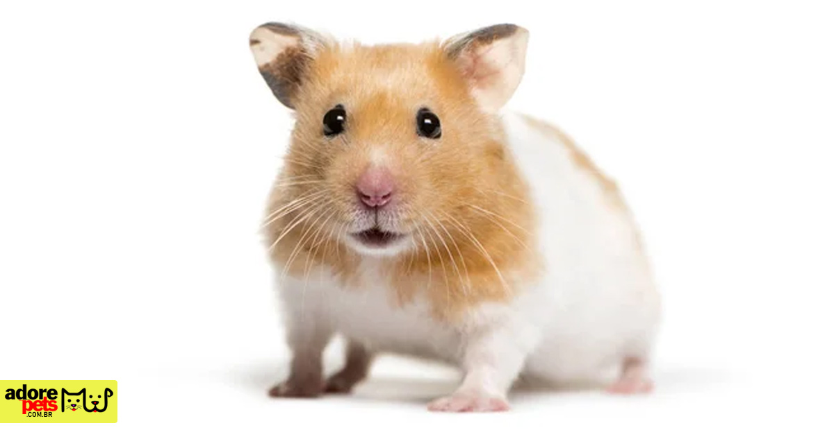 Learn how to raise a beautiful and wonderful Hamster as a pet Saiba como criar um Hamster como animal de estimação