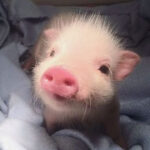 Pig as a pet is a true family friend Porco como animal de estimação é um verdadeiro amigão para a família