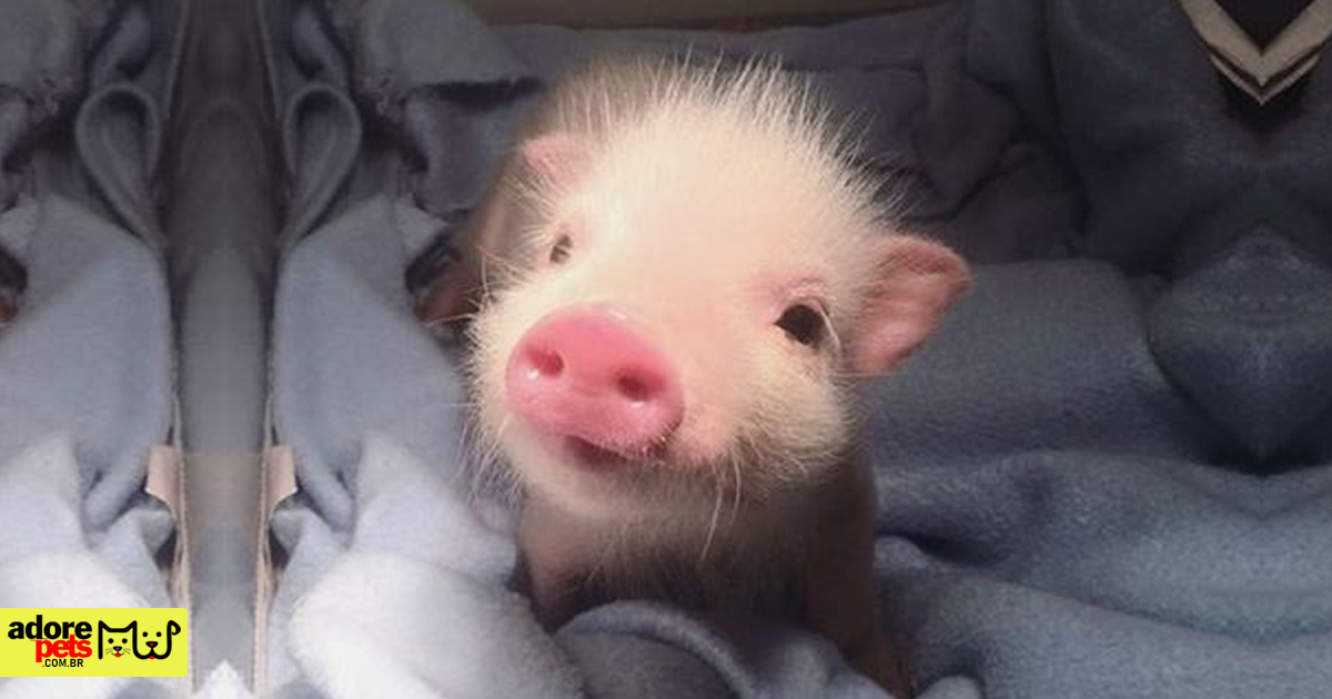 Pig as a pet is a true family friend Porco como animal de estimação é um verdadeiro amigão para a família