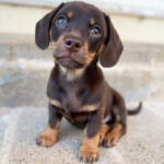 The 20 most used names for female dogs in the world Os 20 nomes de cachorras mais usados no mundo