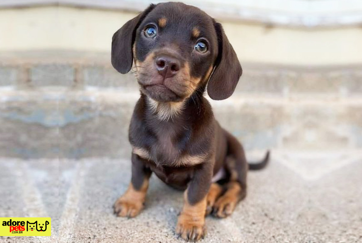 The 20 most used names for female dogs in the world Os 20 nomes de cachorras mais usados no mundo