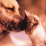 The 20 most used names for female dogs in the world Dia nacional do vira-lata é comemorado com incentivo a adoção