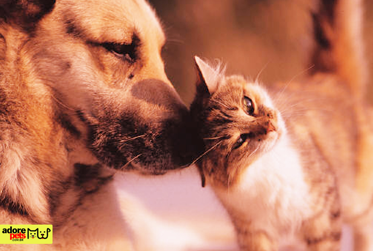 National Mutt Day is celebrated with an incentive for adoption Dia nacional do vira-lata é comemorado com incentivo a adoção