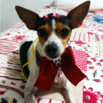 20 most used male dog names in the world Conheça o terrier brasileiro: O cachorro Fox Paulistinha