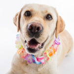 20 most used male dog names in the world 20 most used male dog names in the world