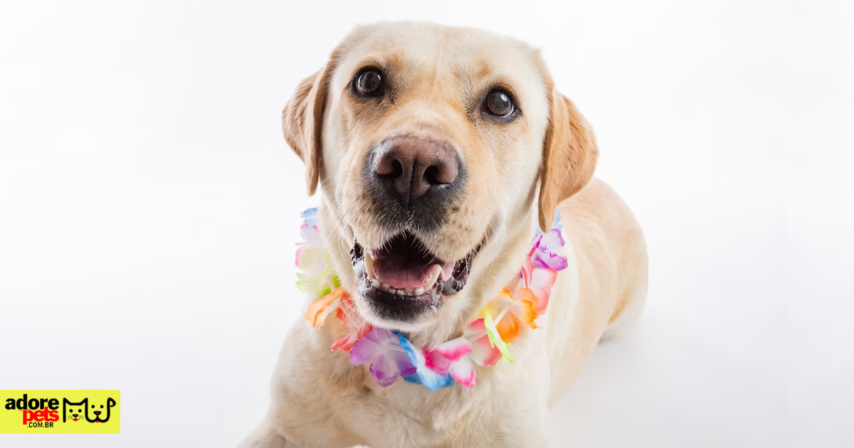 20 most used male dog names in the world 20 most used male dog names in the world