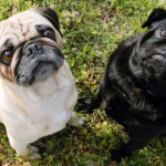 Indeed, the Pug is a true loyal and charismatic friend Indeed, the Pug is a true loyal and charismatic friend