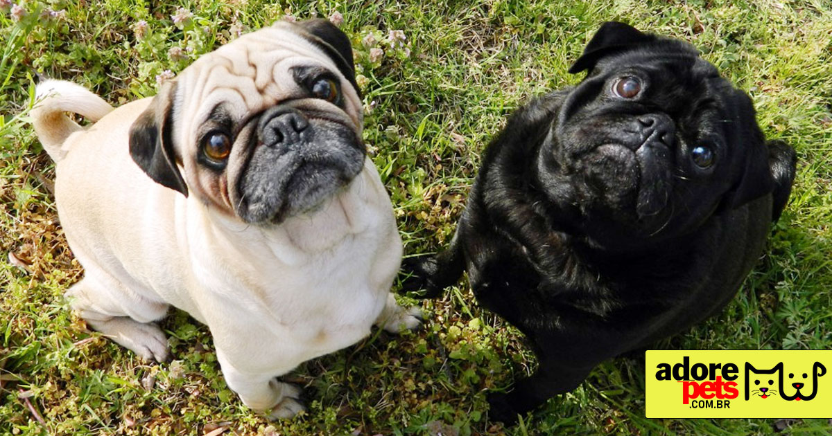 Indeed, the Pug is a true loyal and charismatic friend Indeed, the Pug is a true loyal and charismatic friend