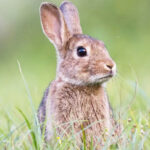 Find out what it’s like to raise a rabbit as a pet Saiba como é criar um Coelho como Animal de Estimação