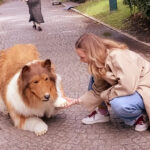 Man spends 2 million to transform into a Collie dog Homem gasta 2 milhões para se transformar em cachorro