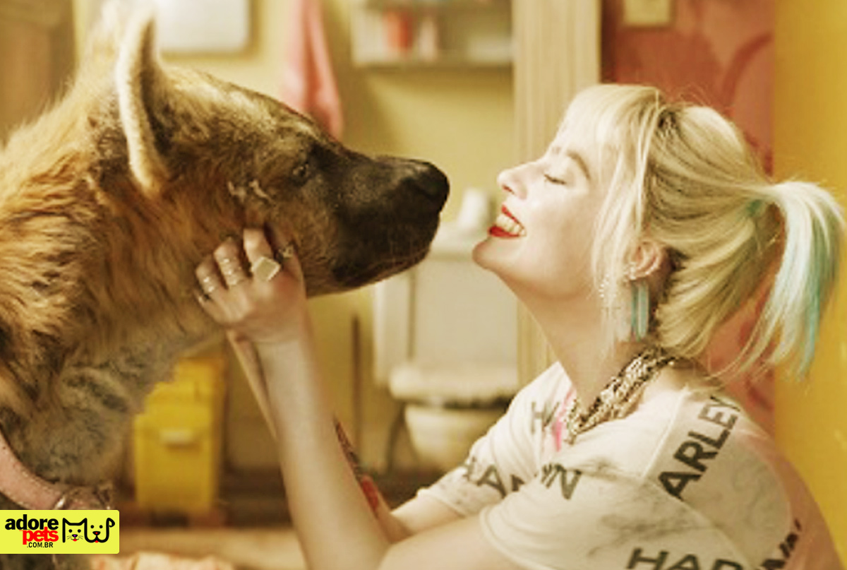 As in Harley Quinn, it would be possible to have a hyena as a pet Como em Arlequina, seria possível ter uma hiena como animal de estimação
