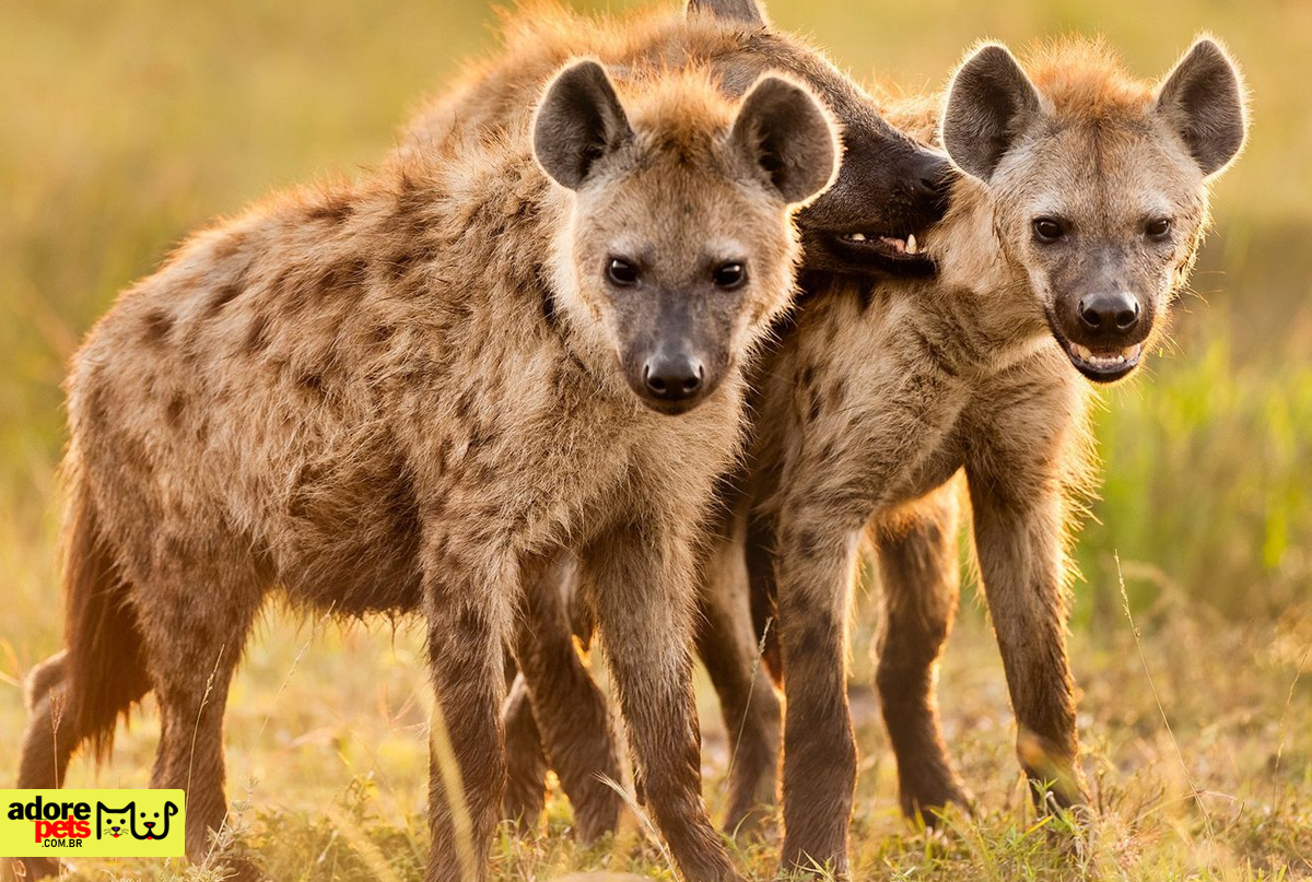 As in Harley Quinn, it would be possible to have a hyena as a pet