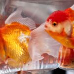 Kinguio Ryukin and the world millionaire trade in colored fish Kinguio Ryukin e o comércio milionário mundial de peixes coloridos