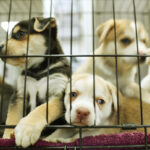 Alesp approves ban on the sale of animals in Pet Shops in São Paulo Alesp aprova proibição de venda de animais em Pet Shops de São Paulo