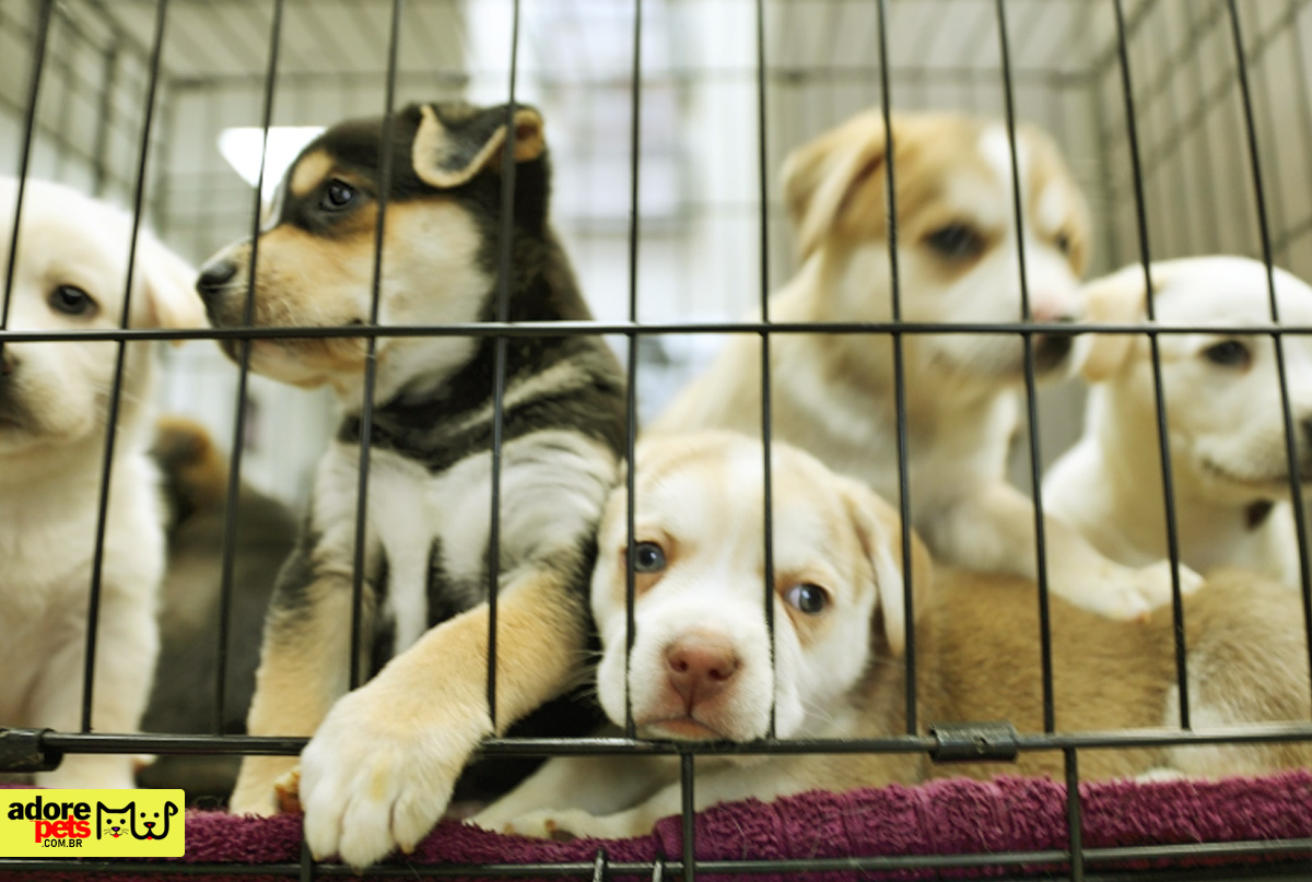 Alesp approves ban on the sale of animals in Pet Shops in São Paulo Alesp aprova proibição de venda de animais em Pet Shops de São Paulo