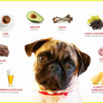 Know some forbidden foods to be given to dogs and cats Conheça alguns alimentos proibidos para cachorros e gatos