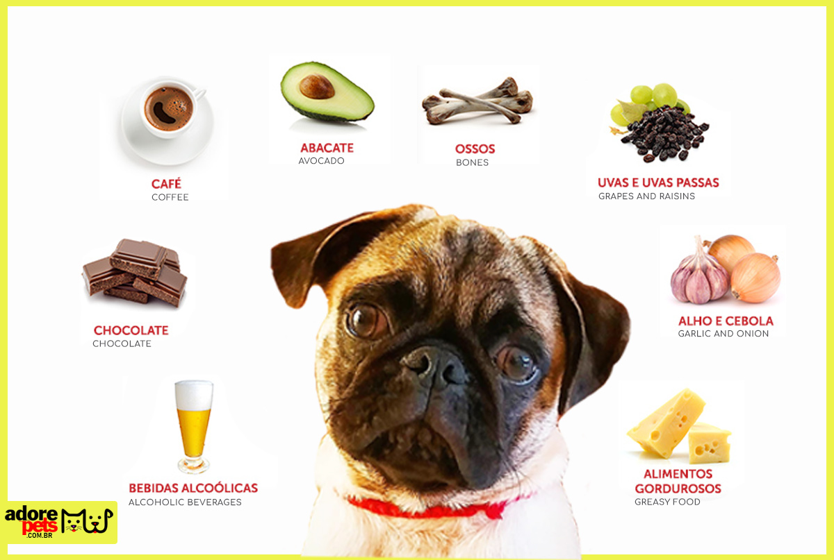 Know some forbidden foods to be given to dogs and cats Conheça alguns alimentos proibidos para cachorros e gatos