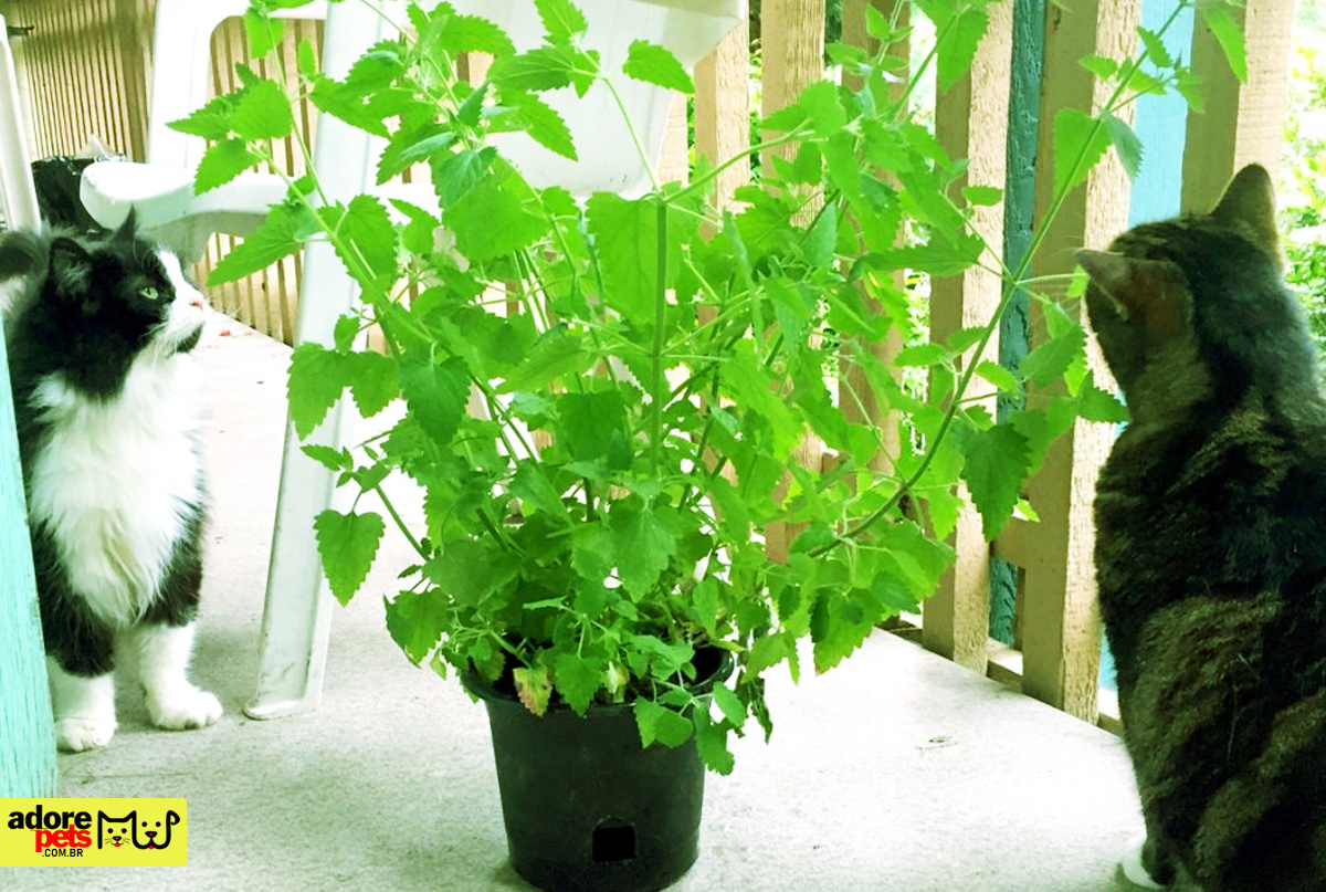 Catnip: discover what it is, what it is for and its benefits