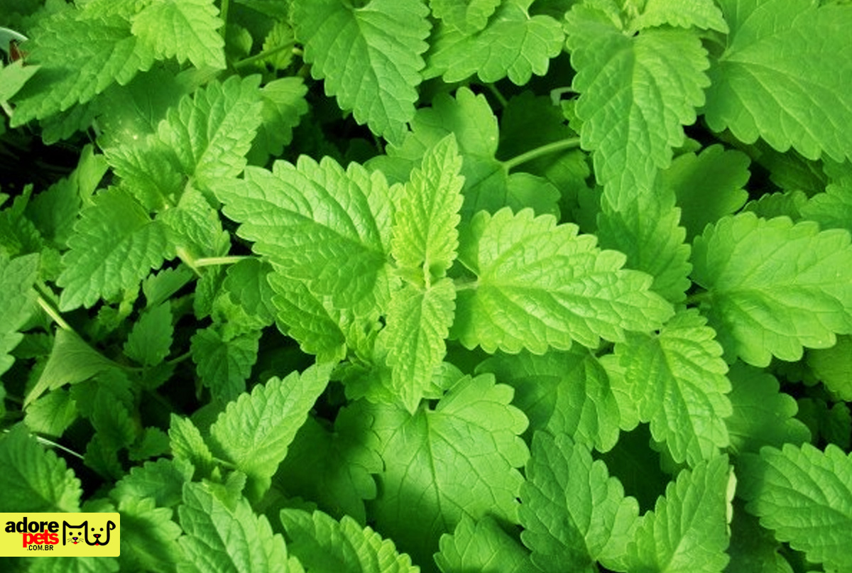 Catnip: discover what it is, what it is for and its benefits