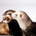 The fascinating story of the origin and evolution of veterinary medicine Furão, o animal de estimação divertido e encantador