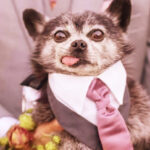 The fascinating story of the origin and evolution of veterinary medicine O amor faz da Humanização dos Pets uma verdadeira evolução social