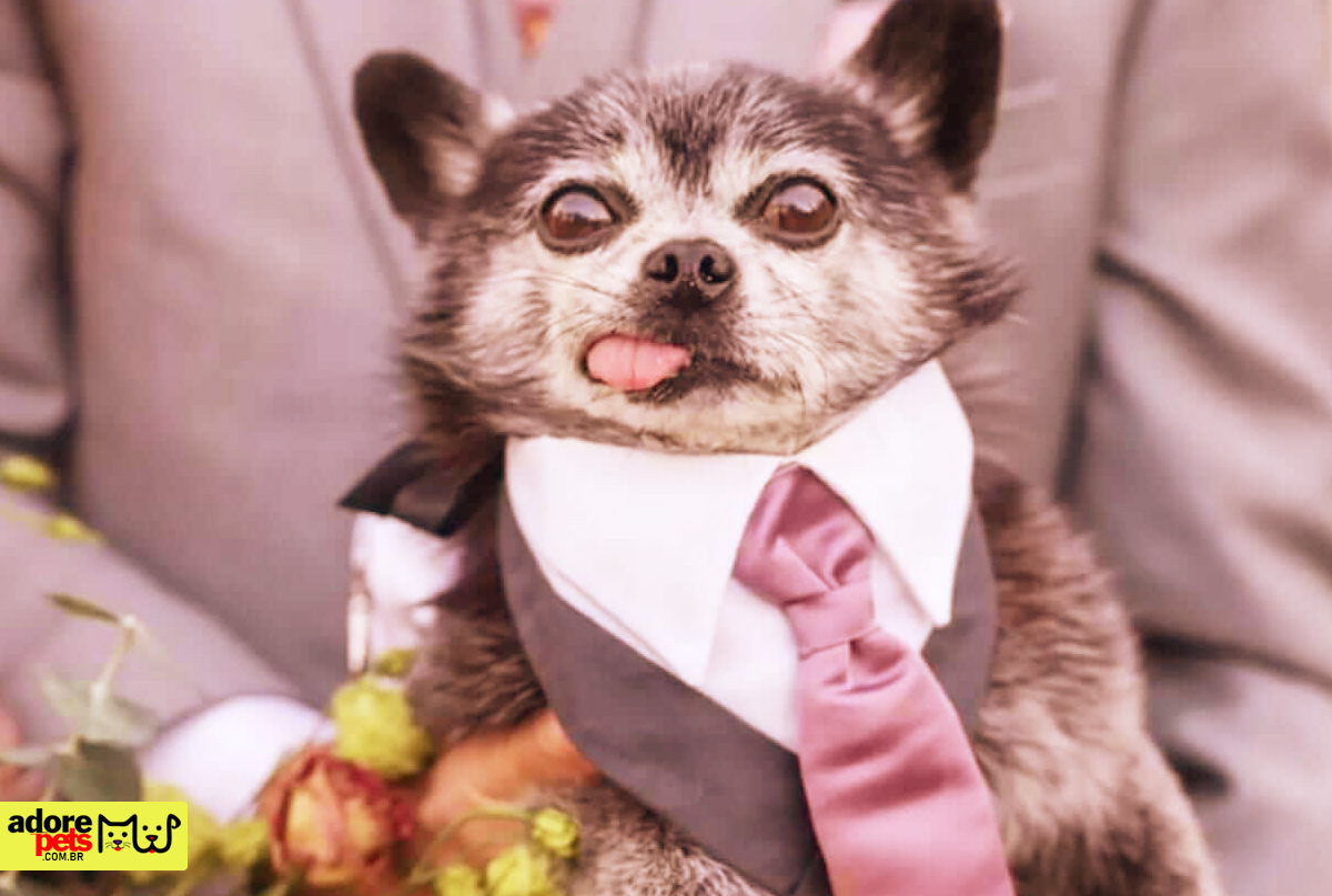 Love makes the Humanization of Pets a true social evolution O amor faz da Humanização dos Pets uma verdadeira evolução social