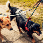 10 tips for a pleasant walk with your dog on hot days 10 cuidados para um passeio agradável com seu cão em dias quentes