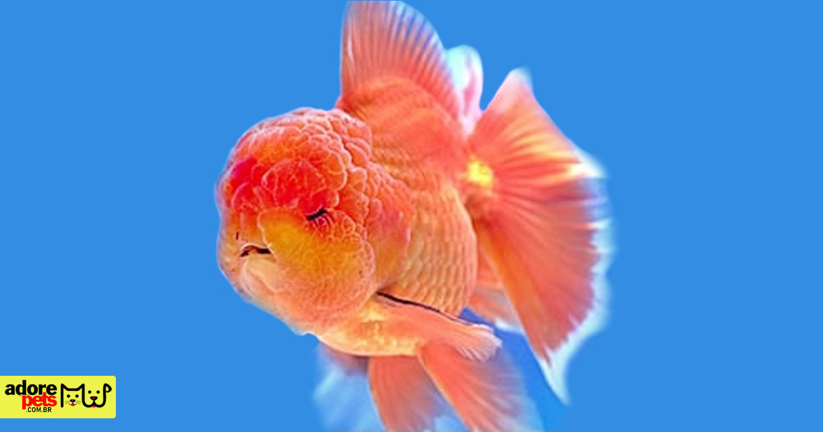 Lion Head Fish: Pet with exuberant beauty and essential care Lion Head Fish: Pet with exuberant beauty and essential care