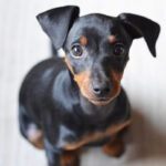 Ferret, the fun and charming pet Pinscher, o pequeno cachorro com grande personalidade