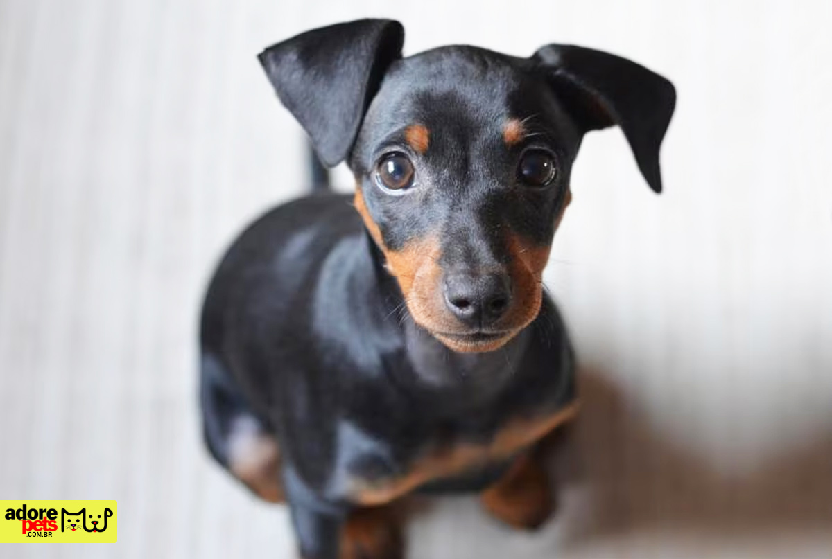 Pinscher, the little dog with a big personality Pinscher, o pequeno cachorro com grande personalidade