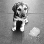 Love makes the Humanization of Pets a true social evolution Saiba como manter a saúde digestiva do seu cão