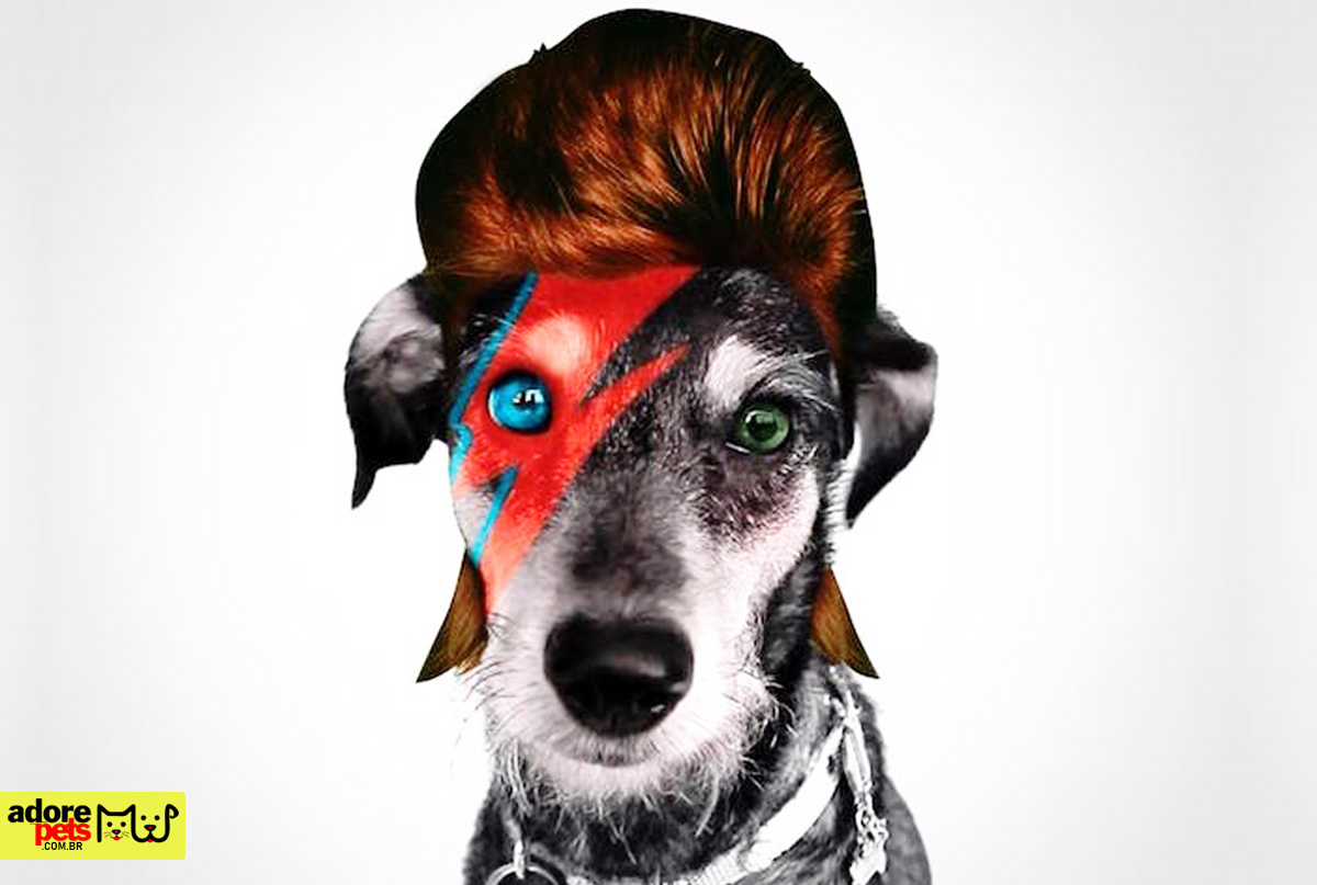 50 most used celebrities names for dogs in the world 50 nomes de celebridades mais usadas em cachorros no mundo