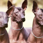 Discover the charm of the Mexican Calvo dog Conheça o encanto do cão Calvo Mexicano