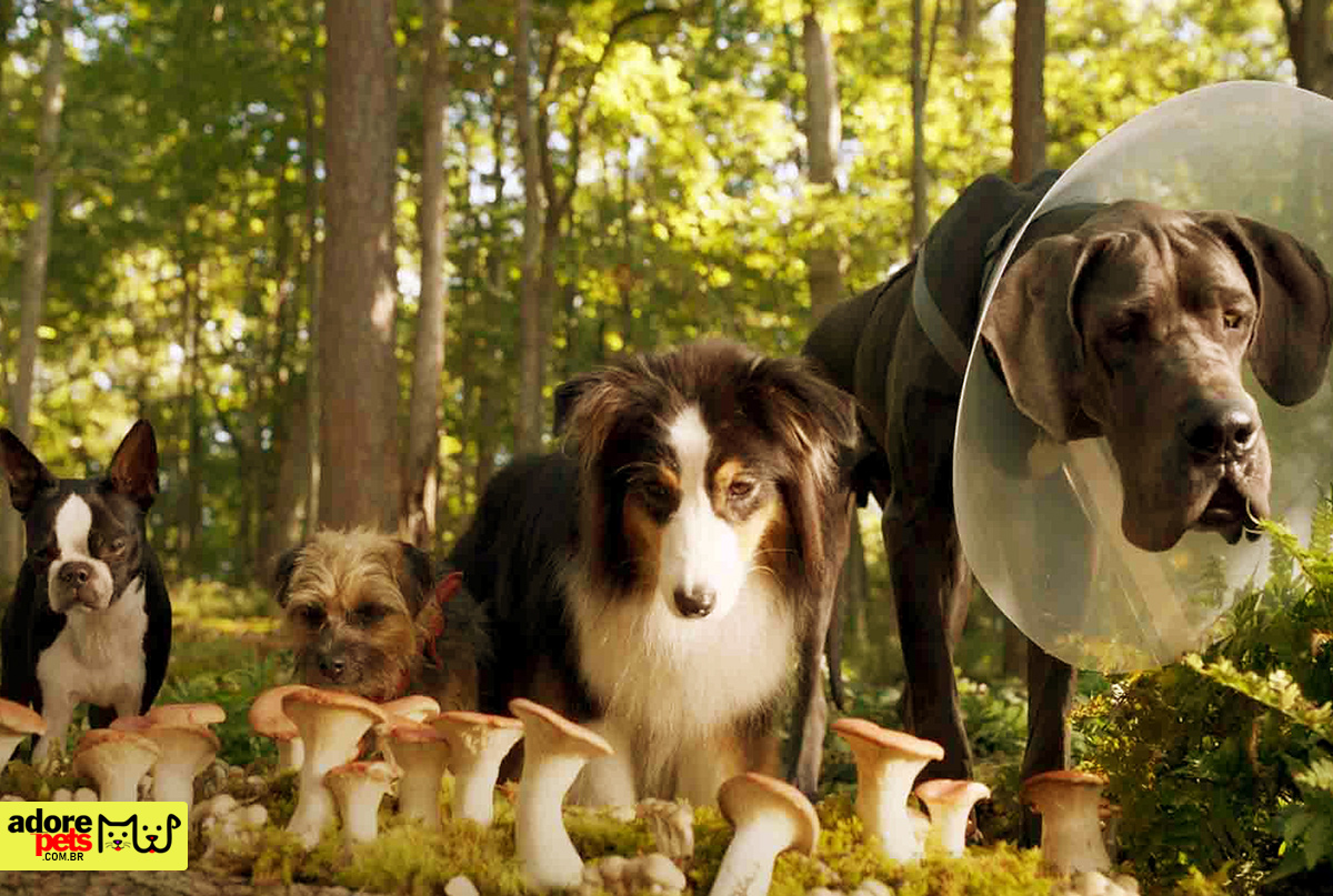 The Movie “Bad for Dogs” – A fun canine nonsense O Filme "Ruim pra cachorro" - Um divertido besteirol canino