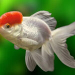 Oranda is the kingfish considered a work of living art Oranda is the kingfish considered a work of living art
