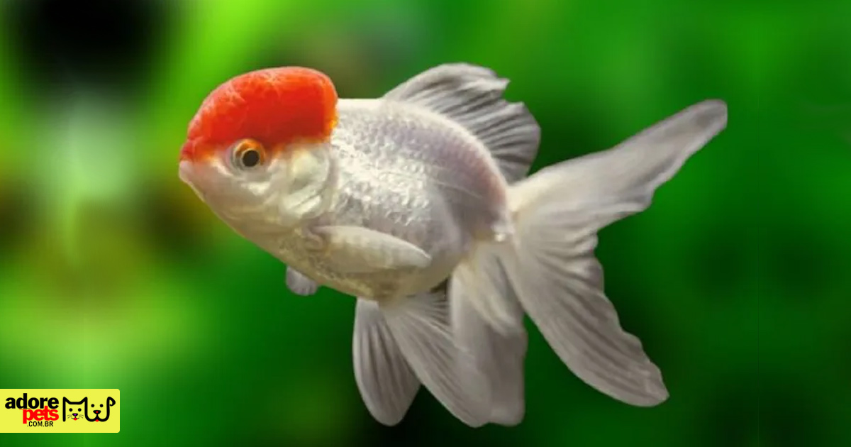 Oranda is the kingfish considered a work of living art Oranda is the kingfish considered a work of living art