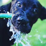 The 20 most popular male cat names Guia: Protegendo nossos animais de estimação da onda de calor