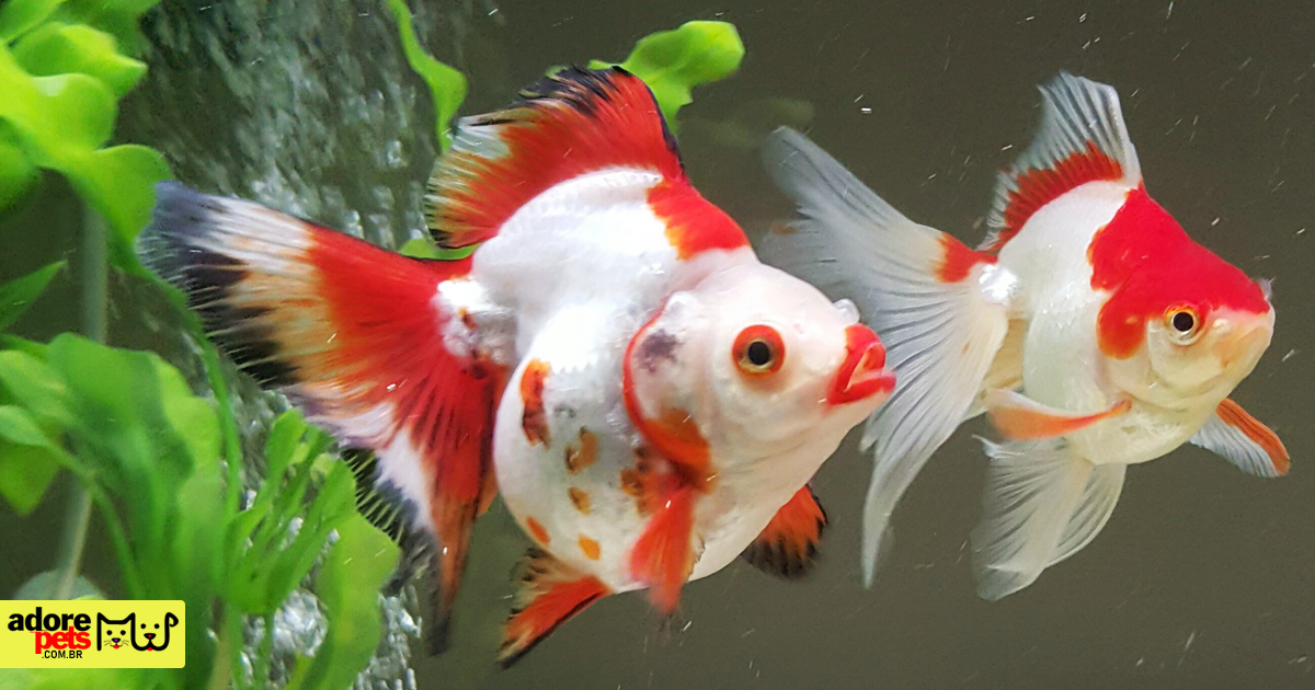 Protecting our pets from the heatwave