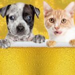 The dangers of alcoholic beverages for animals Os perigos das bebidas alcoólicas nos animais