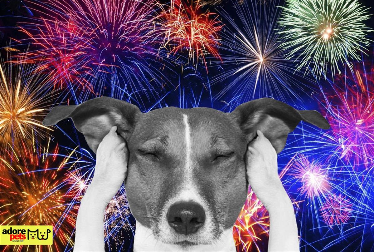 The Dangers of Fireworks for Pets Os perigos dos fogos de artifício para animais de estimação