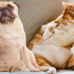 Pet Obesity: Necessary care to maintain health Obesidade Pet: Cuidados necessários para manter a saúde
