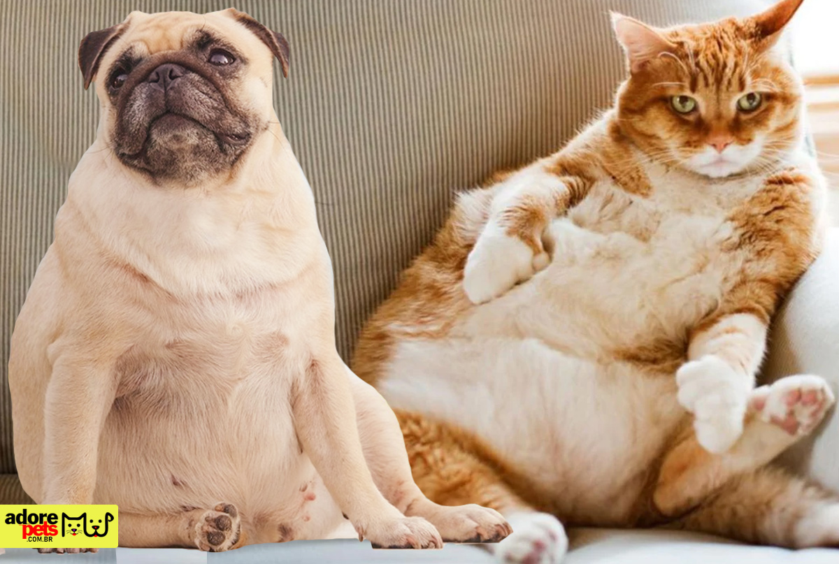 Pet Obesity: Necessary care to maintain health Obesidade Pet: Cuidados necessários para manter a saúde