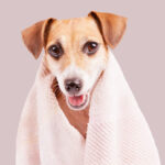 Border Collie: Intelligence and elegance on four legs Banho e Tosa: Benefícios para a saúde e felicidade dos Pets